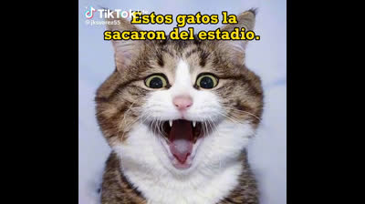 Los Gatos Que hablan PT 1