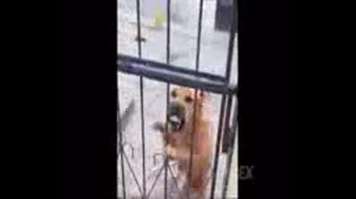 Si te ries te suscribes te reto a no reir