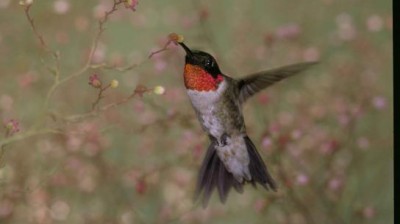 BEAUTIFUL BIRDS FROM AROUND THE WORLD.