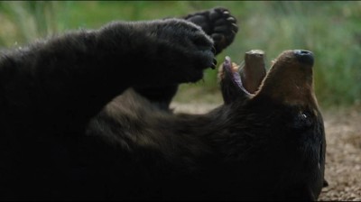 Cocain Bear (2023) FullMovie