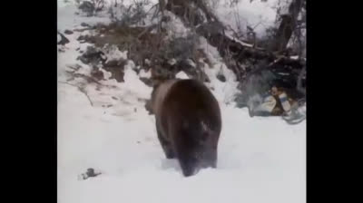 La Légende d’Adams et de l’ours Benjamin 1977 01x13.