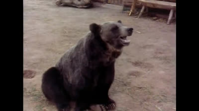 La Légende De James Adams Et De L'Ours Benjamin 2x10 La Justicière.