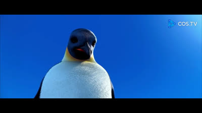 Happy Feet @carloscrm__