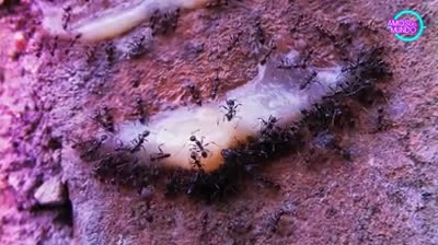 Comida de BICHOS: El Negocio Más Malvado