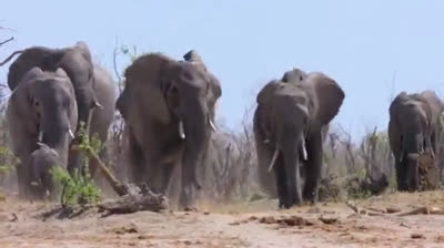 Los Elefantes (2020)