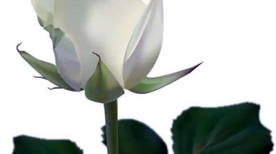 islemiet , إسلاميات