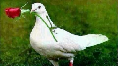 islemiet , إسلاميات