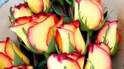 islemiet , إسلاميات