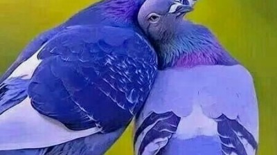 cheb Kader et cheba Souâd ( kheyef nwelli )