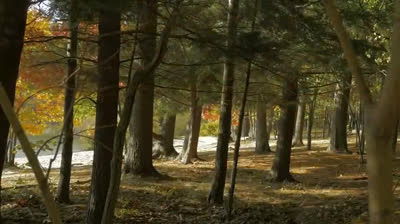 Moments de paix : calm music pour une âme sereine