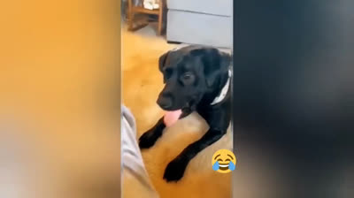 ¡Risas garantizadas! Los videos graciosos más divertidos del año