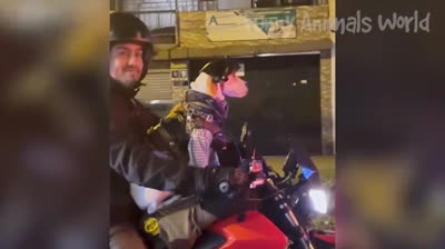 Get ready for a laughter attack! The best funny videos in one place