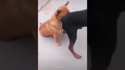 Chihuahua e Bambini: Un'Amicizia Incredibile che Ti Riscalderà il Cuore