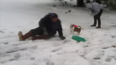 Chihuahua vs. Ogni Cosa: Scopri Chi Vince questa Epica Battaglia!