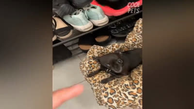 Il Chihuahua che Balla Meglio di Te: Non Crederai ai Tuoi Occhi