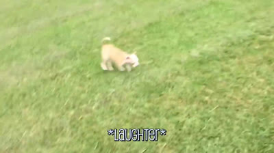 Il Chihuahua Acrobatico: Salti, Corse e Molto Altro!