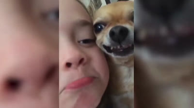 Il Chihuahua Più Carino del Mondo: Guarda Questo Video e Scioglierti