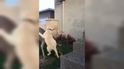 10 Cose Che Solo i Proprietari di Chihuahua Capiranno