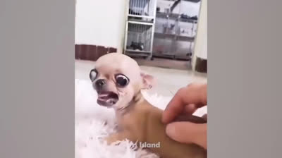 Cuccioli di Chihuahua: Una Dose di Adorabilità che Ti Farà Sorridere