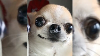 Chihuahuas in Slow Motion