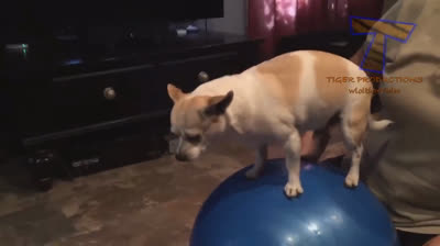 Chihuahua in Azione: Uno Spettacolo di Piccole Dimensioni