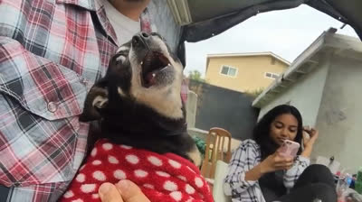 Chihuahua che Pensano di Essere Cani da Guardia: Guarda la Loro Reazione!