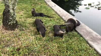 The Funniest Short Videos You'll See Today: Uncontrollable Laughter!