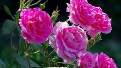 vidéo vachement importante , فيديو مهمة جدا