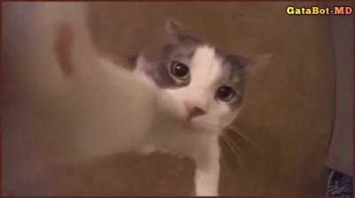 Titanes del Pacífico 1