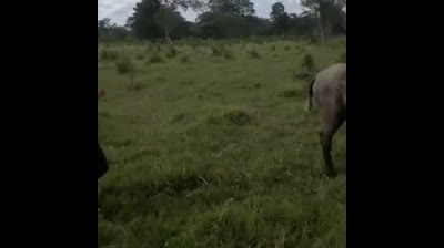 Risas garantizadas: los videos más cortos y graciosos